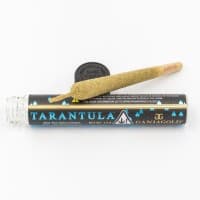 Ganja Gold - Blue Tarantula Gelato Ice 1.2g
