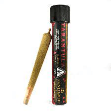 Ganja Gold - Red Tarantula Hybrid 1.2g